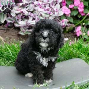 Coco, Bernedoodle Puppy